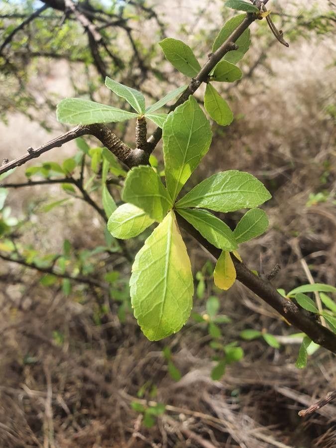 Commiphora madagascariensis — search result for 'Tanzania'