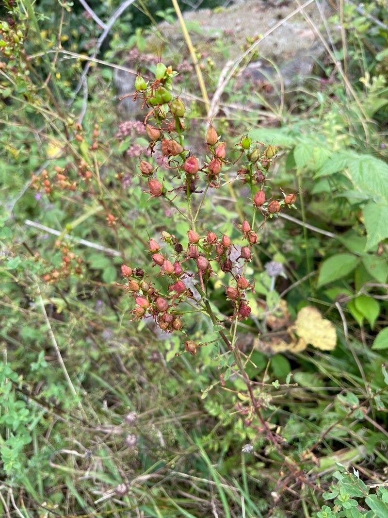 Hypericum perfoliatum fruit