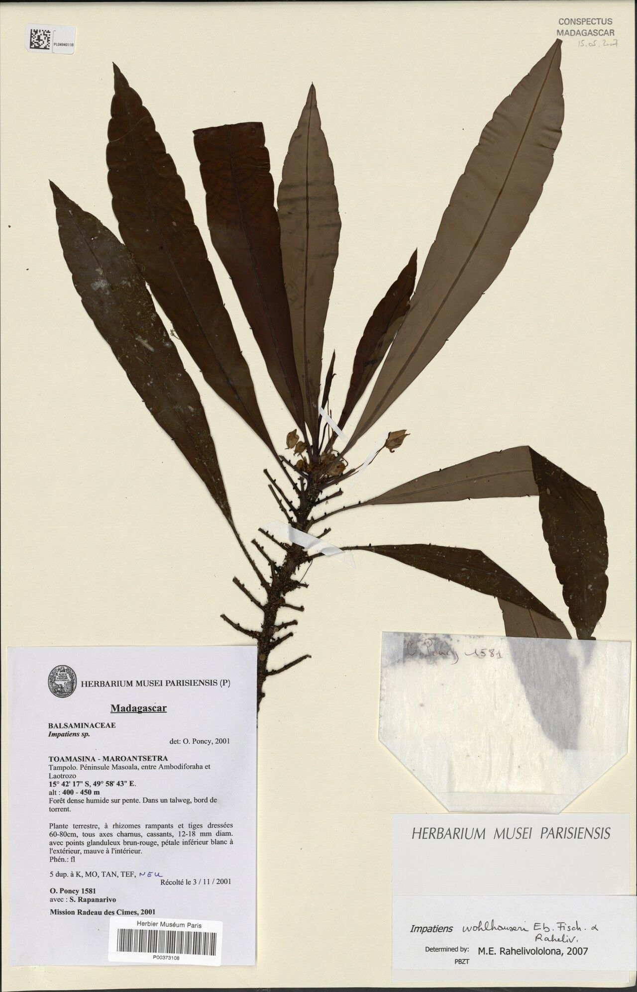 Impatiens wohlhauseri — houseplant care guide