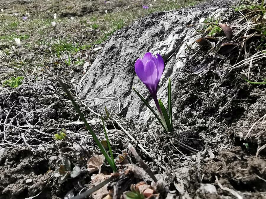Crocus neapolitanus habit