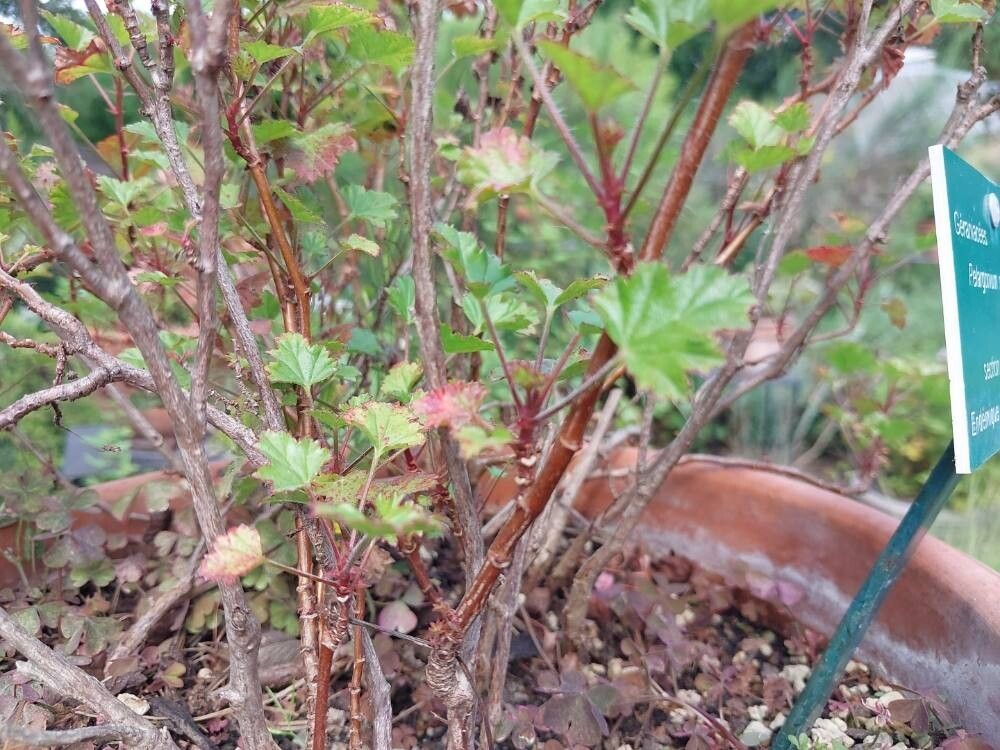 Pelargonium sublignosum leaf