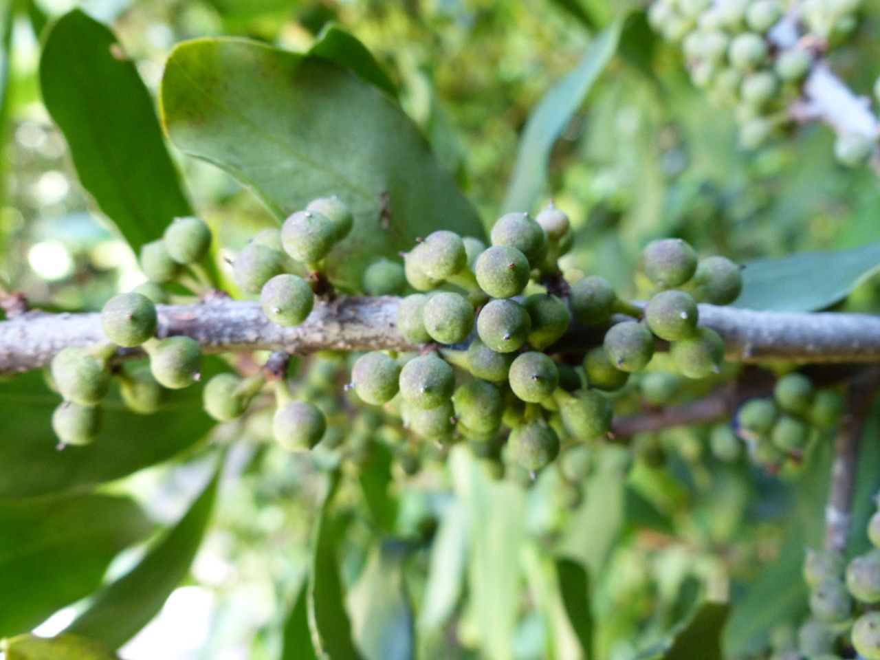 Myrsine melanophloeos fruit