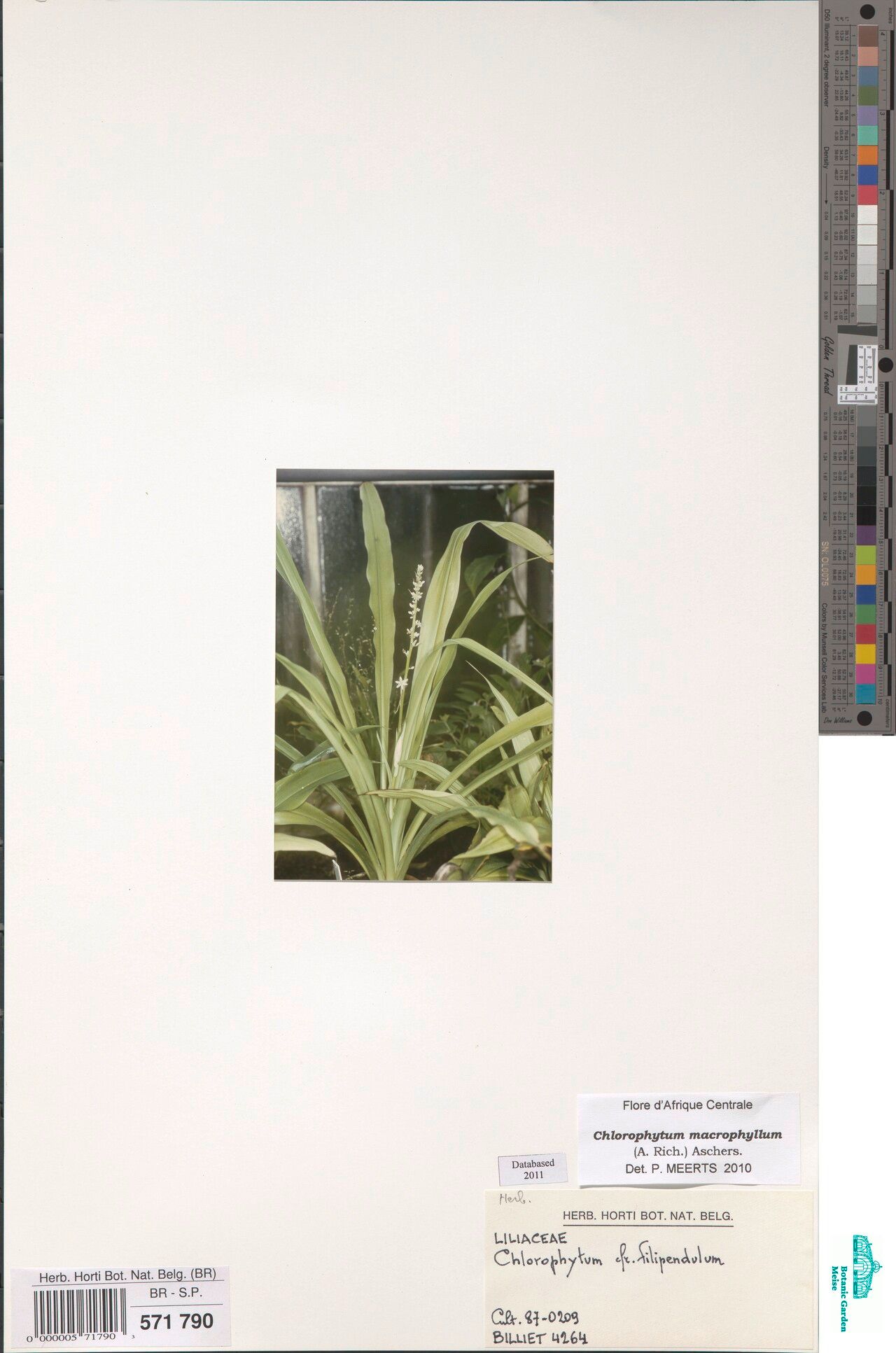 Chlorophytum macrophyllum — search result for 'Chlorophytum'