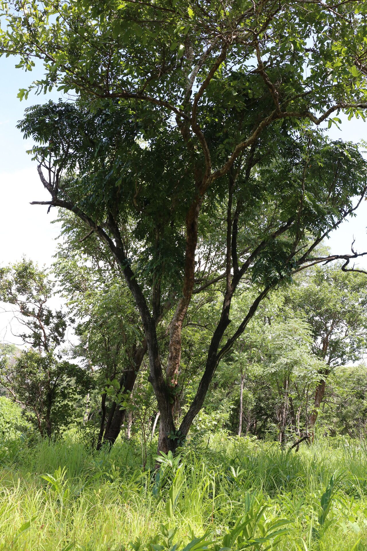 Bersama abyssinica habit