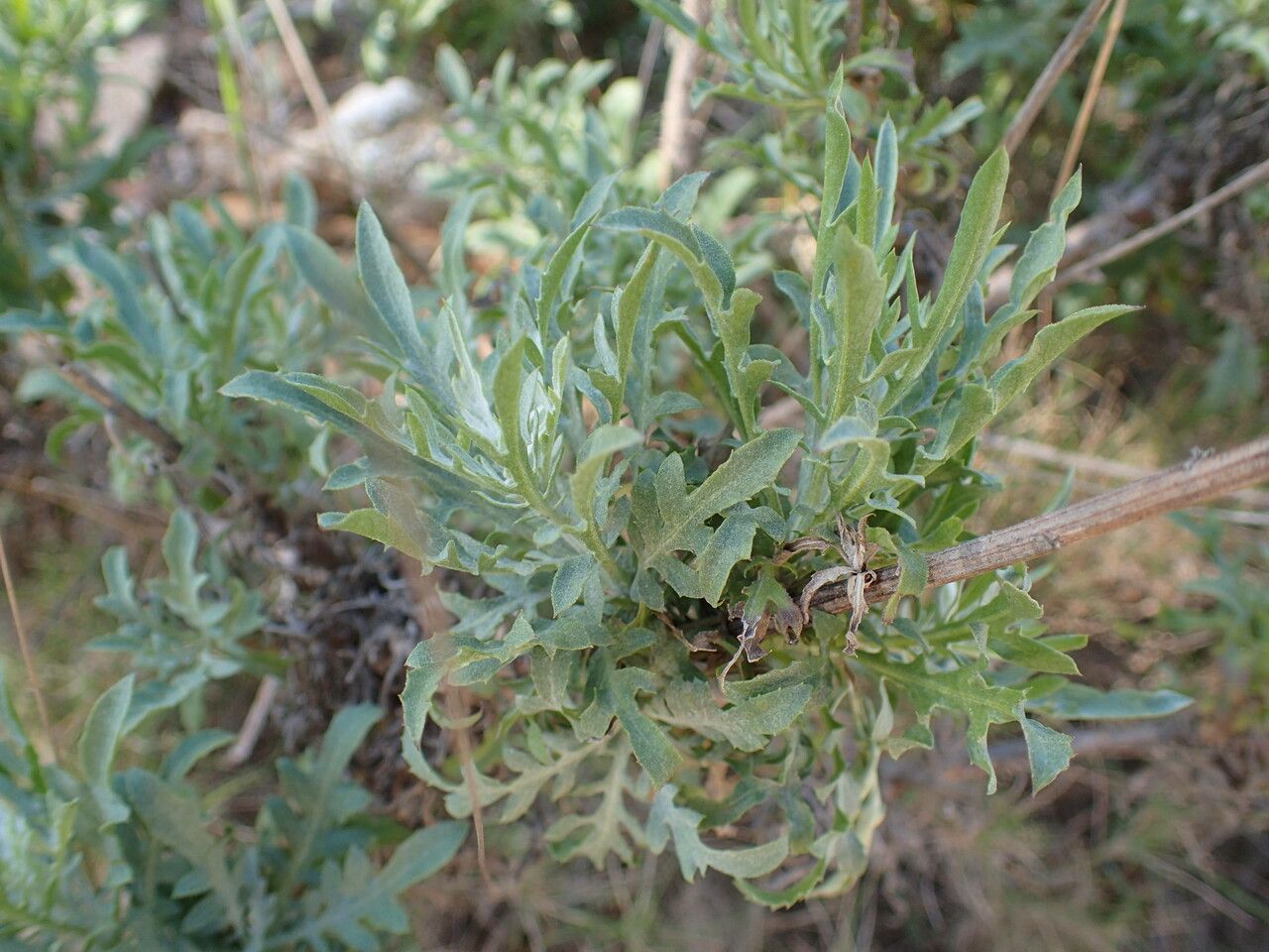 Cheirolophus intybaceus leaf