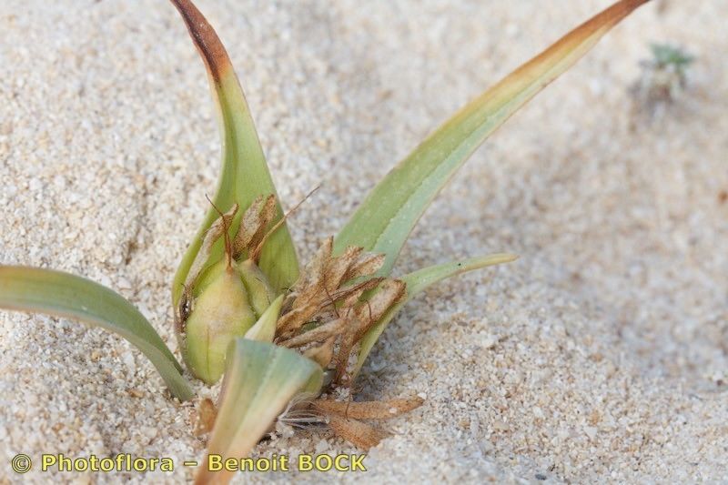 Androcymbium psammophilum fruit