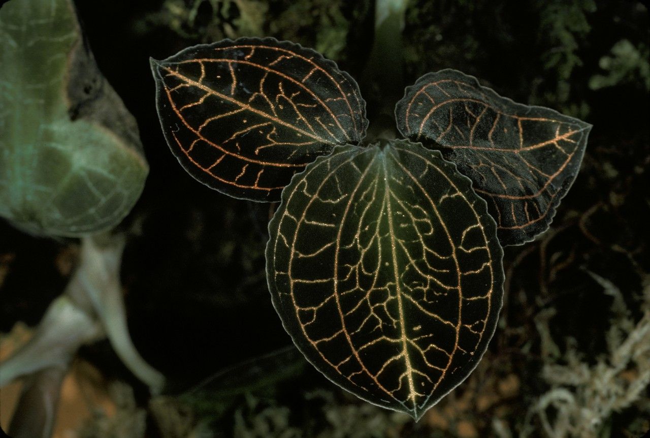 Anoectochilus geniculatus bark