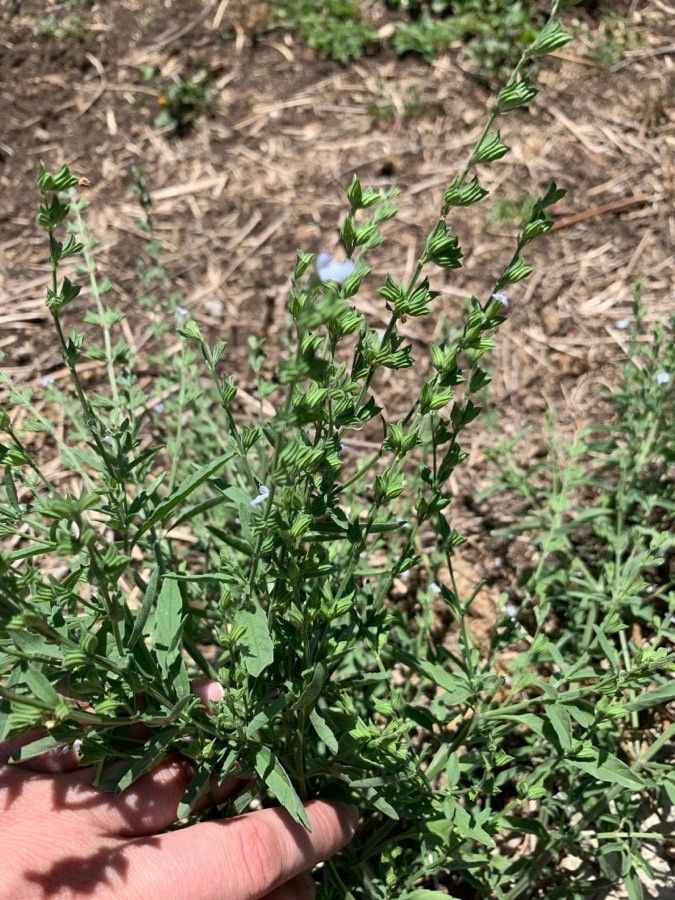 Salvia reflexa other