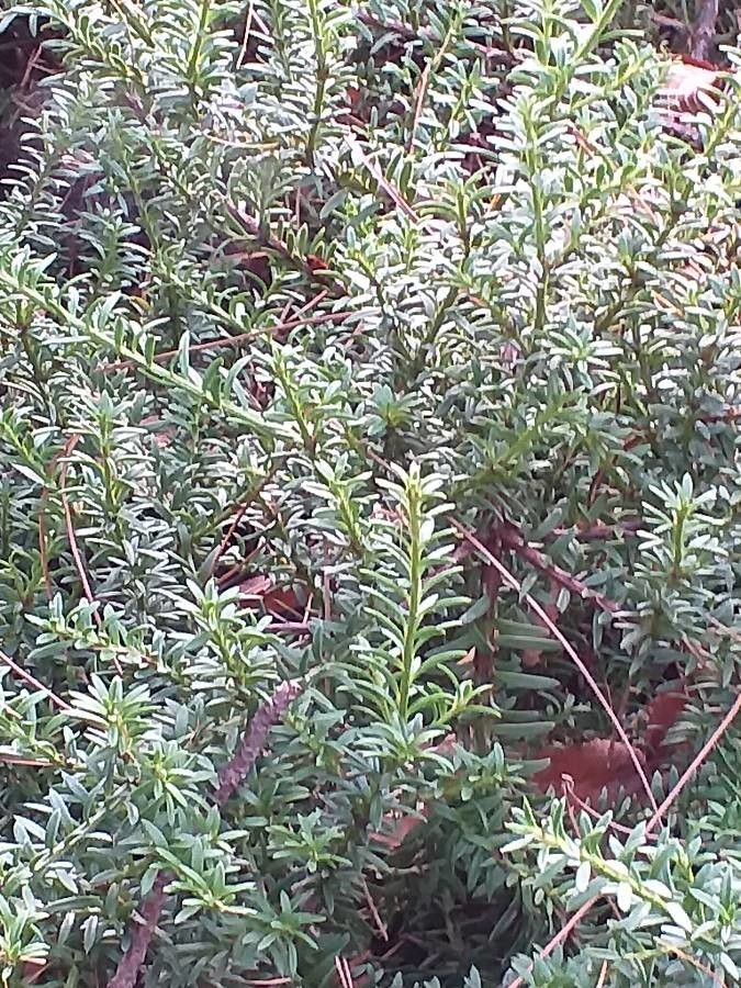 Podocarpus nivalis leaf