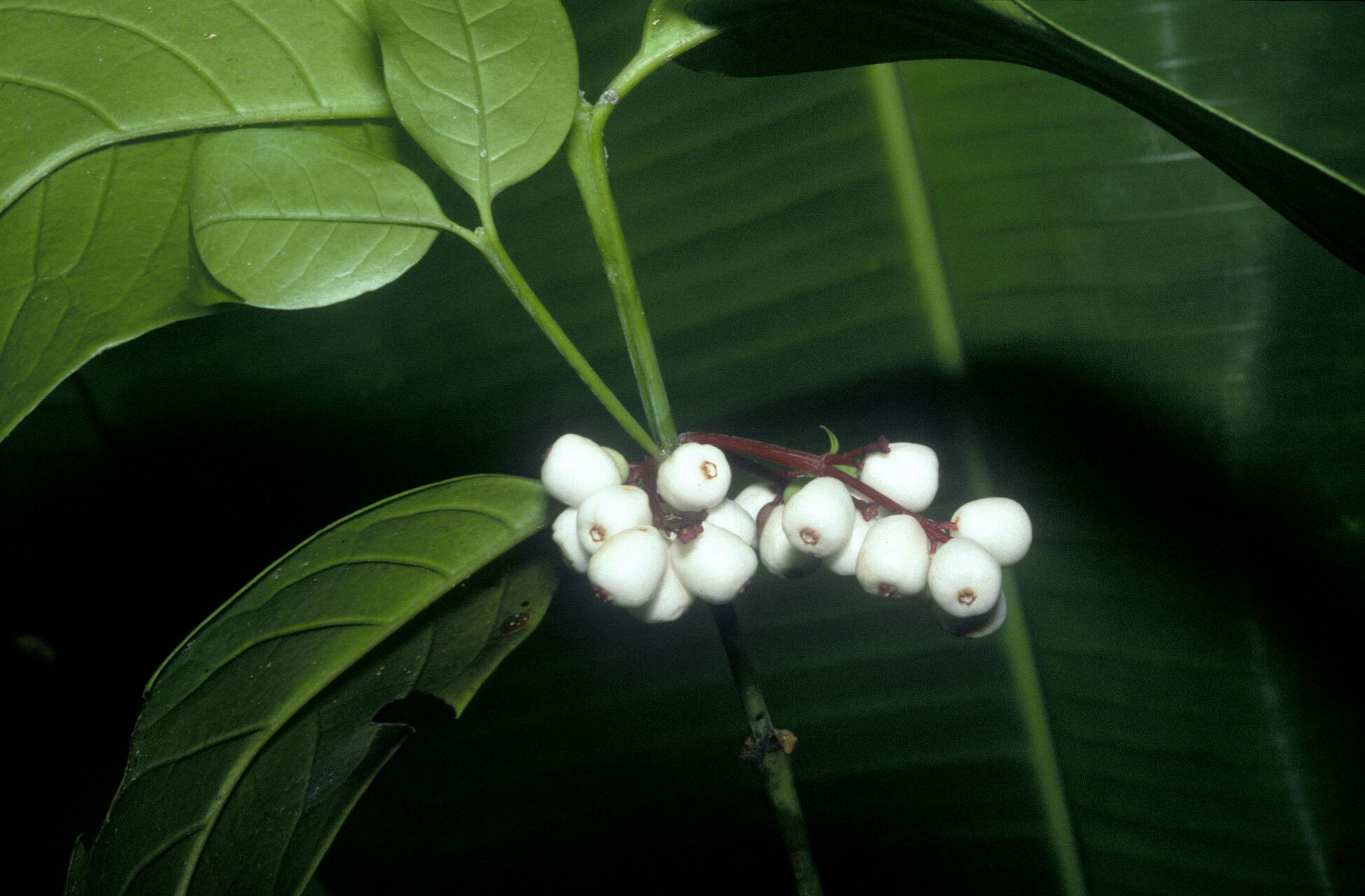 Chiococca nitida fruit