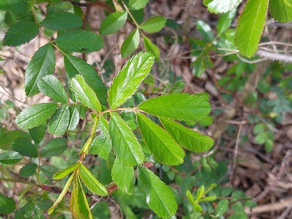 Rosa nitida — houseplant care guide