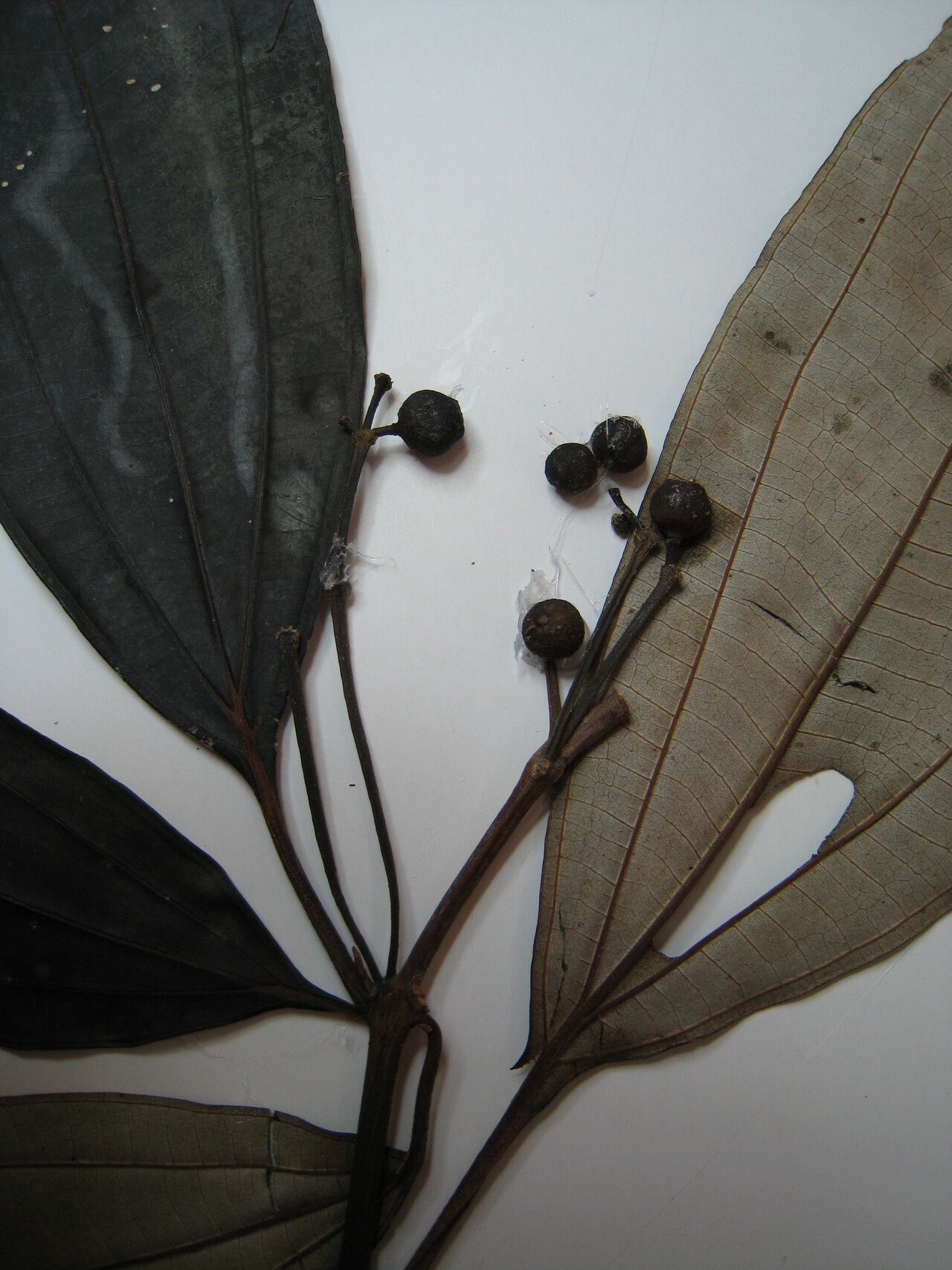 Miconia acuminata other