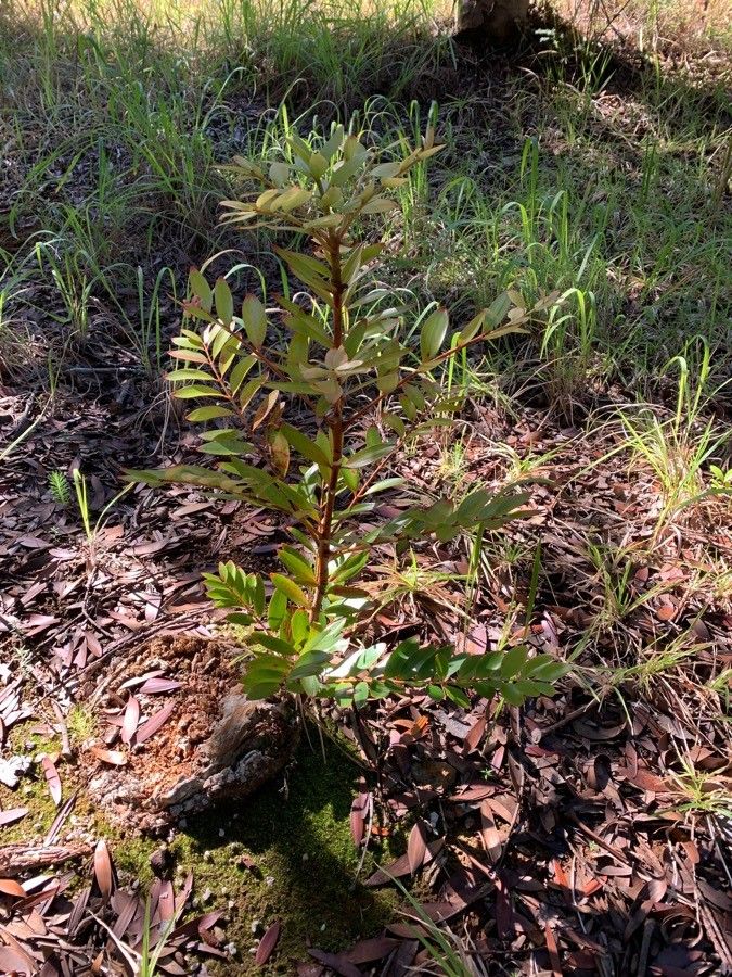 Agathis lanceolata leaf