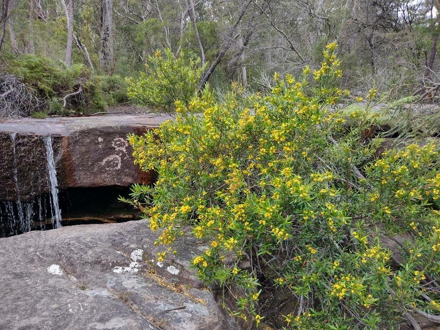 Tristania neriifolia habit