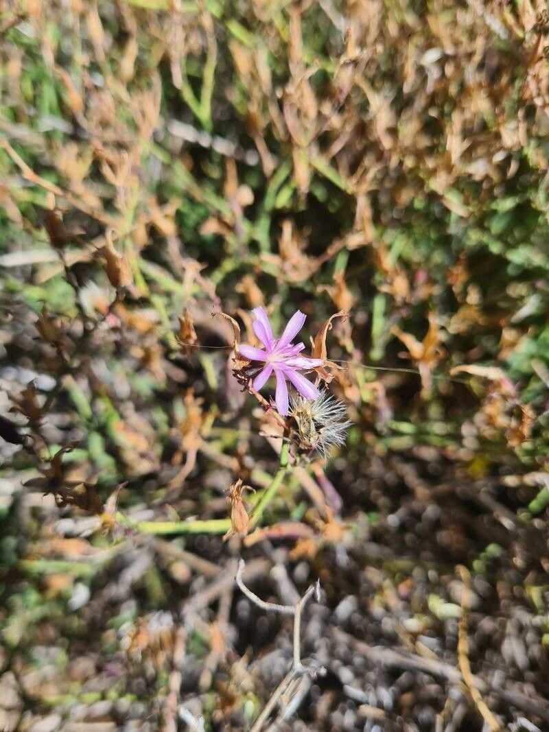 Lactuca palmensis flower