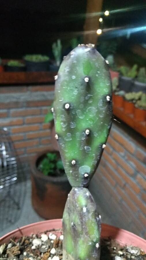 Opuntia delaetiana leaf