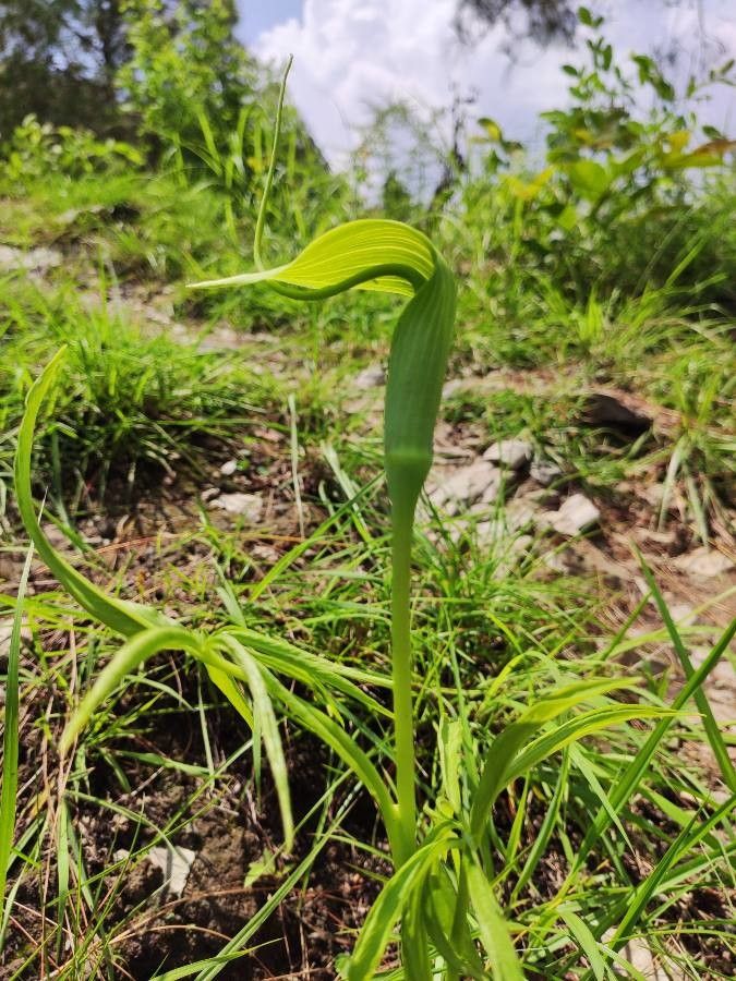 Arisaema tortuosum leaf