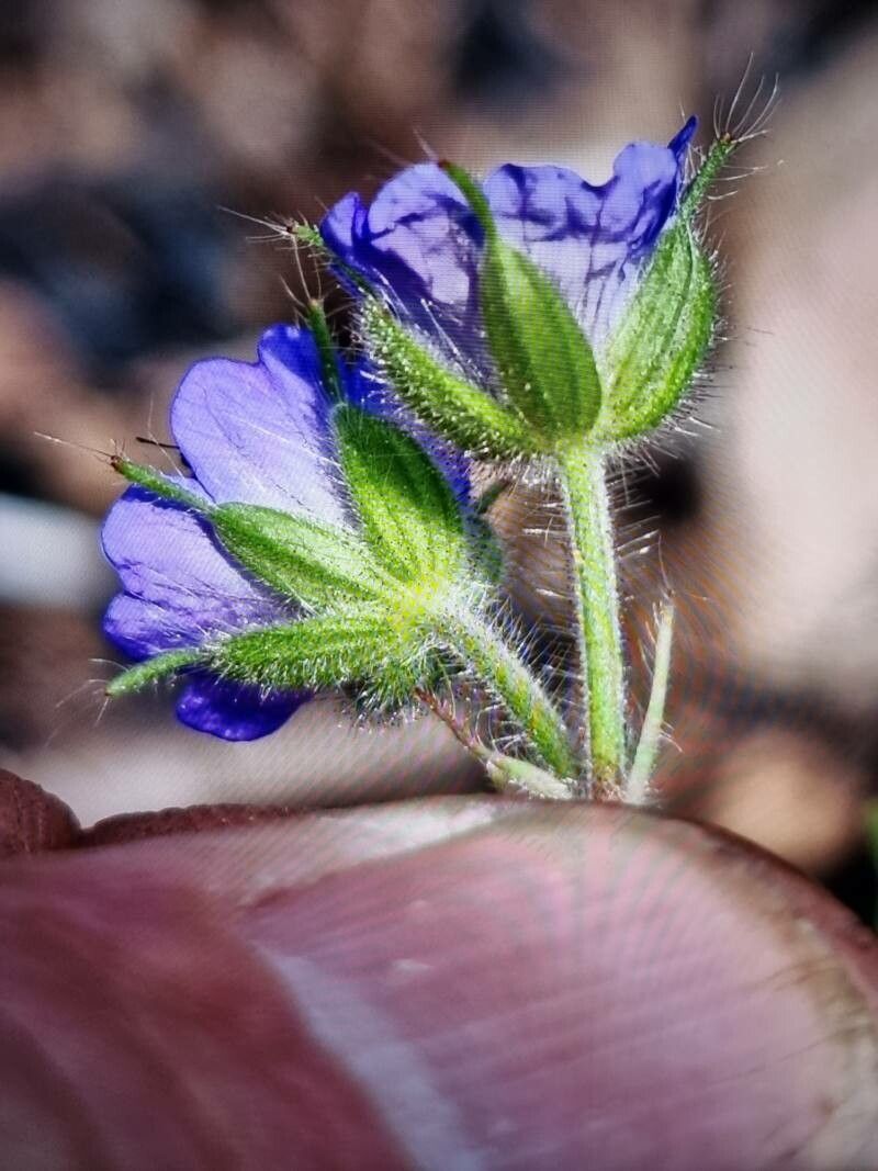 Geranium lanuginosum flower