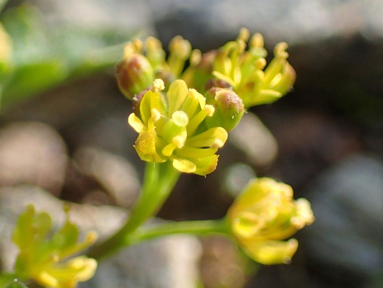 Rorippa islandica fruit