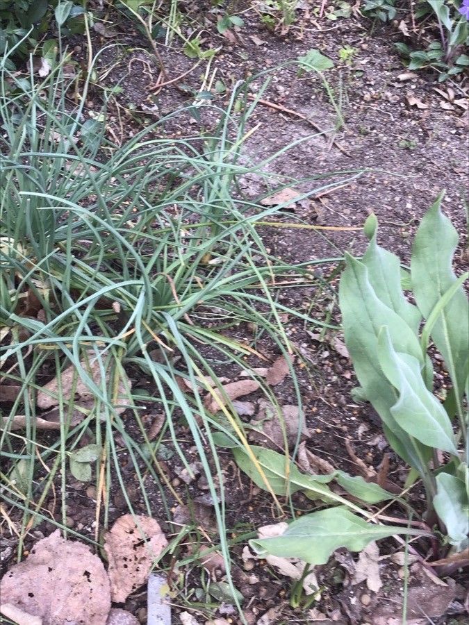 Asphodeline liburnica — related species from the same genus