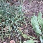 Asphodeline liburnica