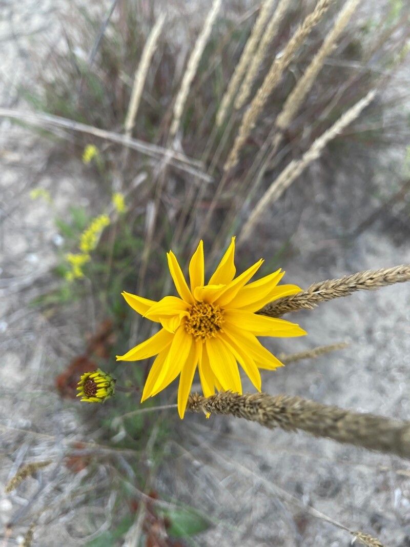 Helianthus occidentalis flower