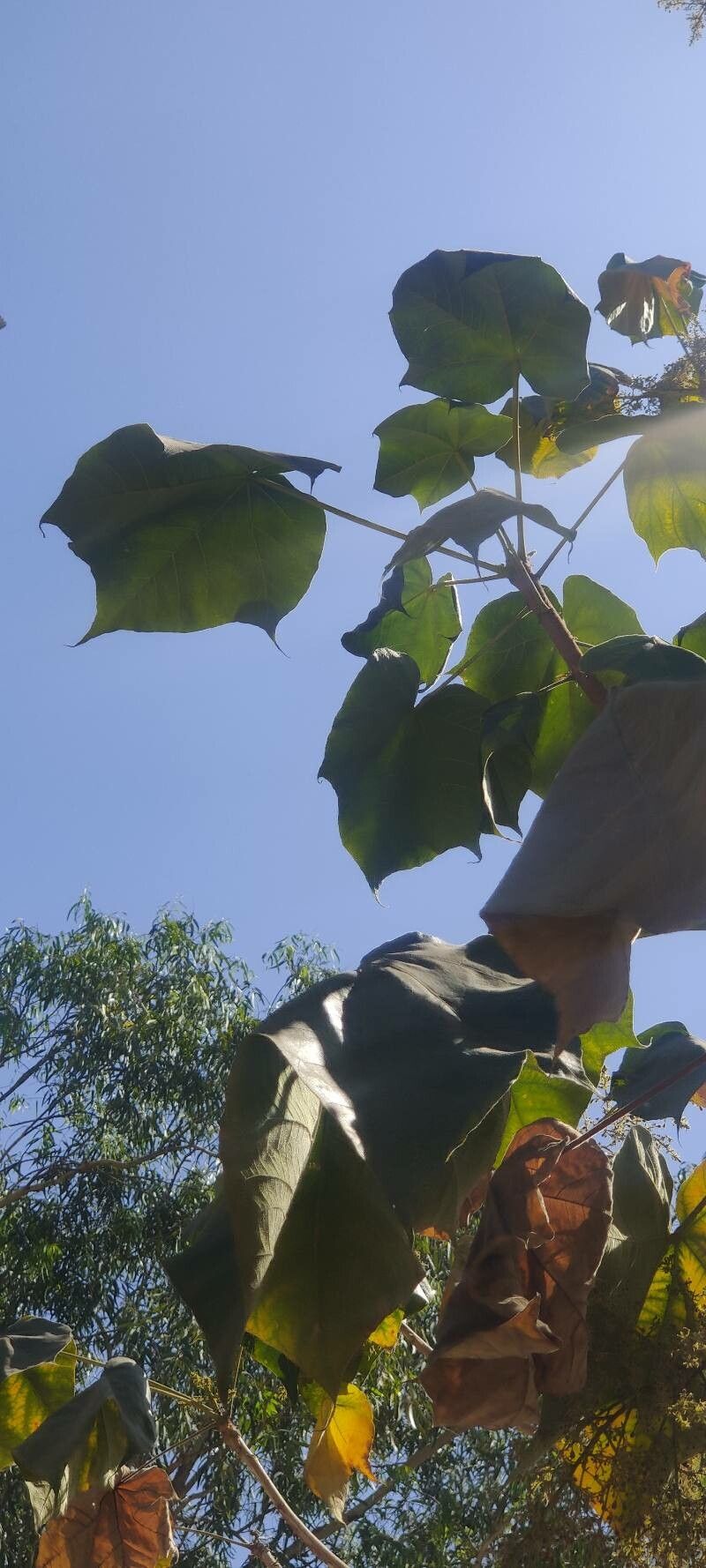 Sterculia urens leaf