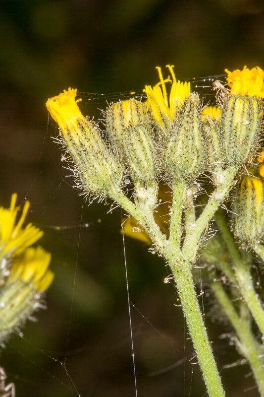 Pilosella cymosa bark