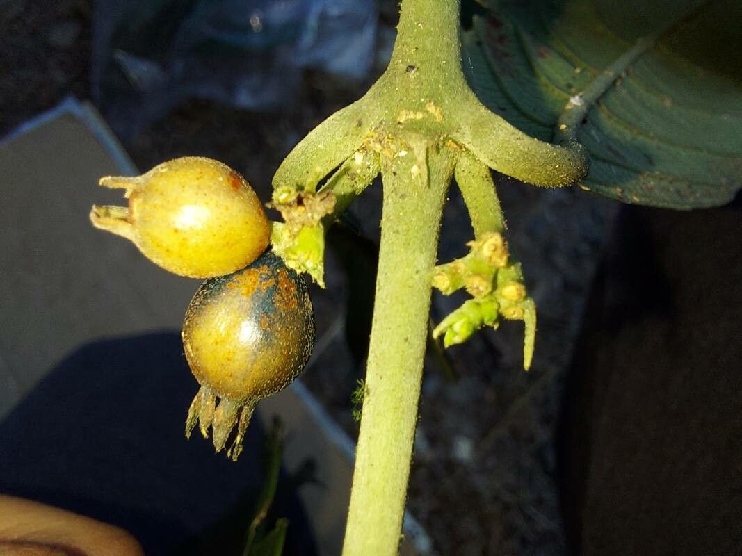 Lasianthus biermannii fruit
