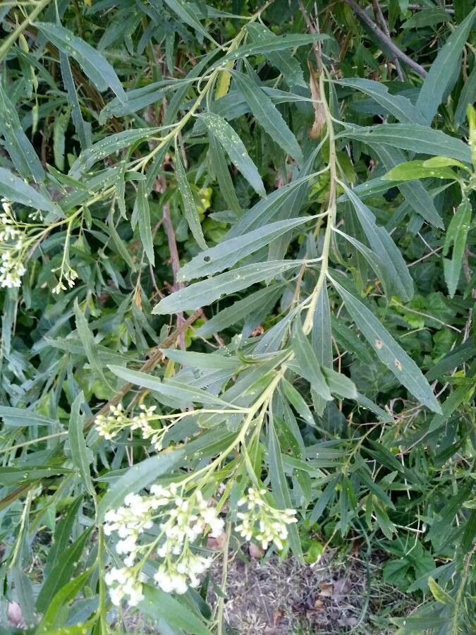 Baccharis latifolia leaf
