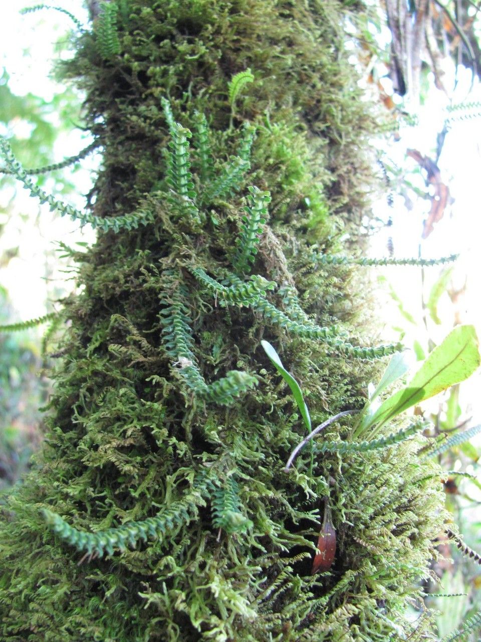 Dichaea hystricina habit