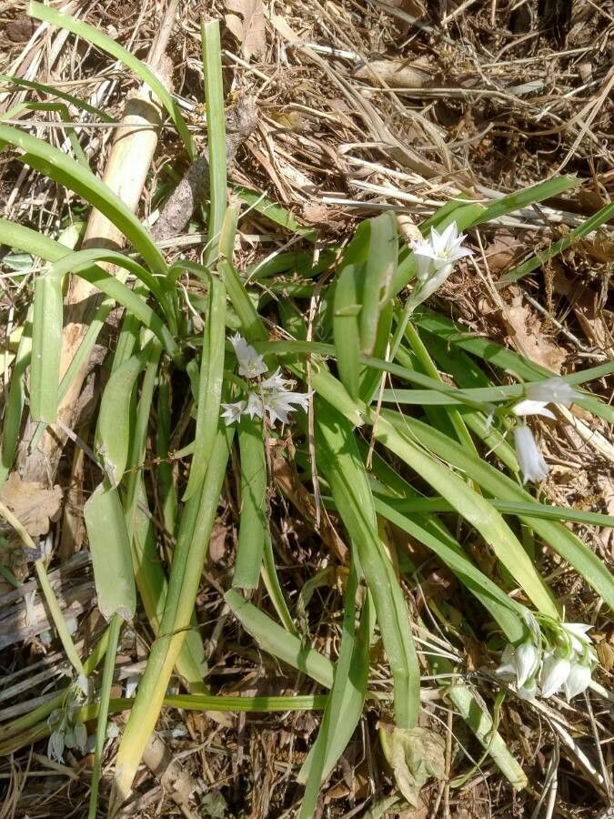 Allium pendulinum leaf