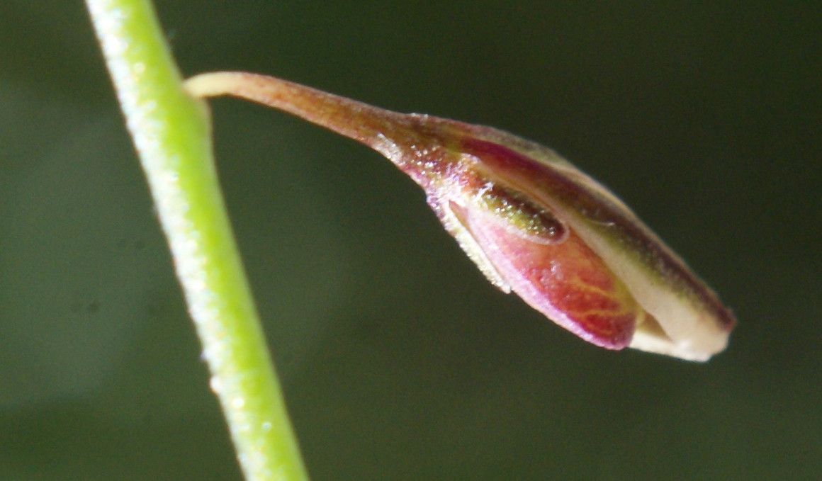Polygala exilis flower
