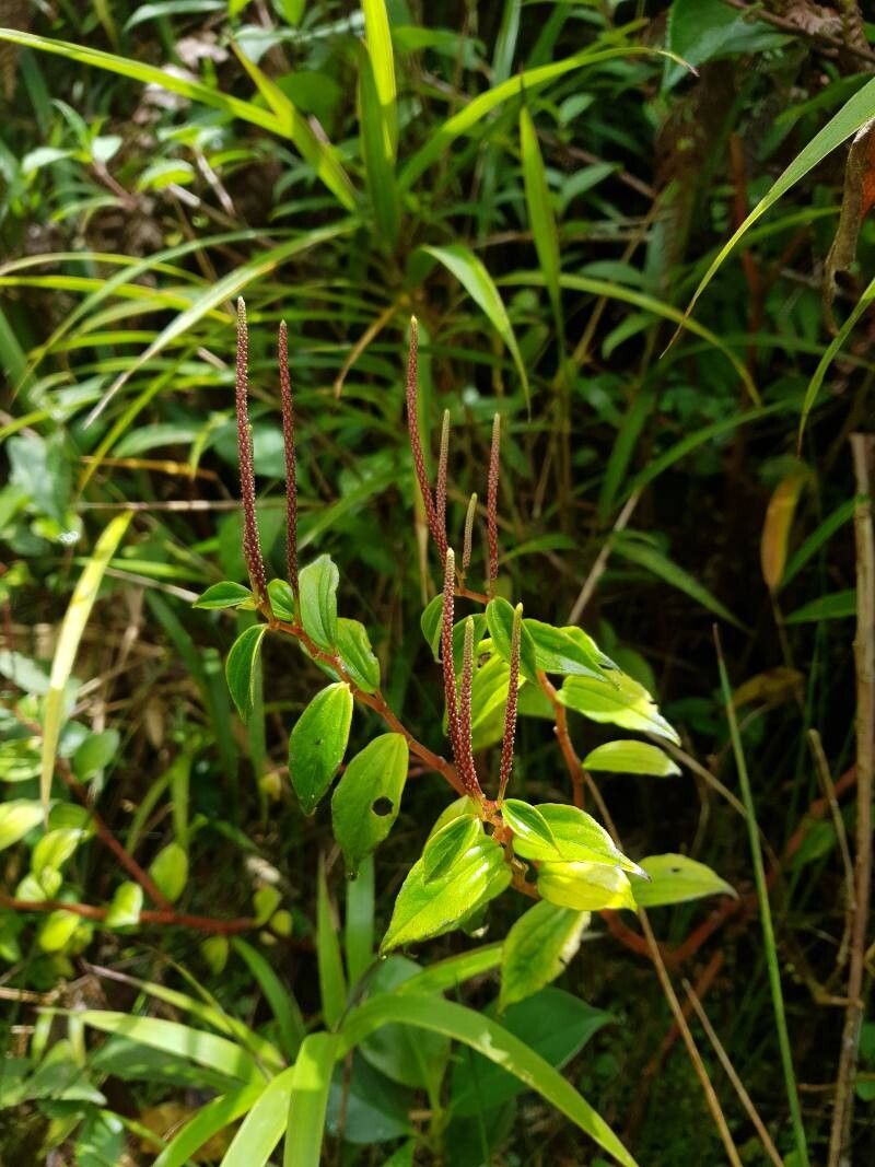 Peperomia elata — houseplant care guide