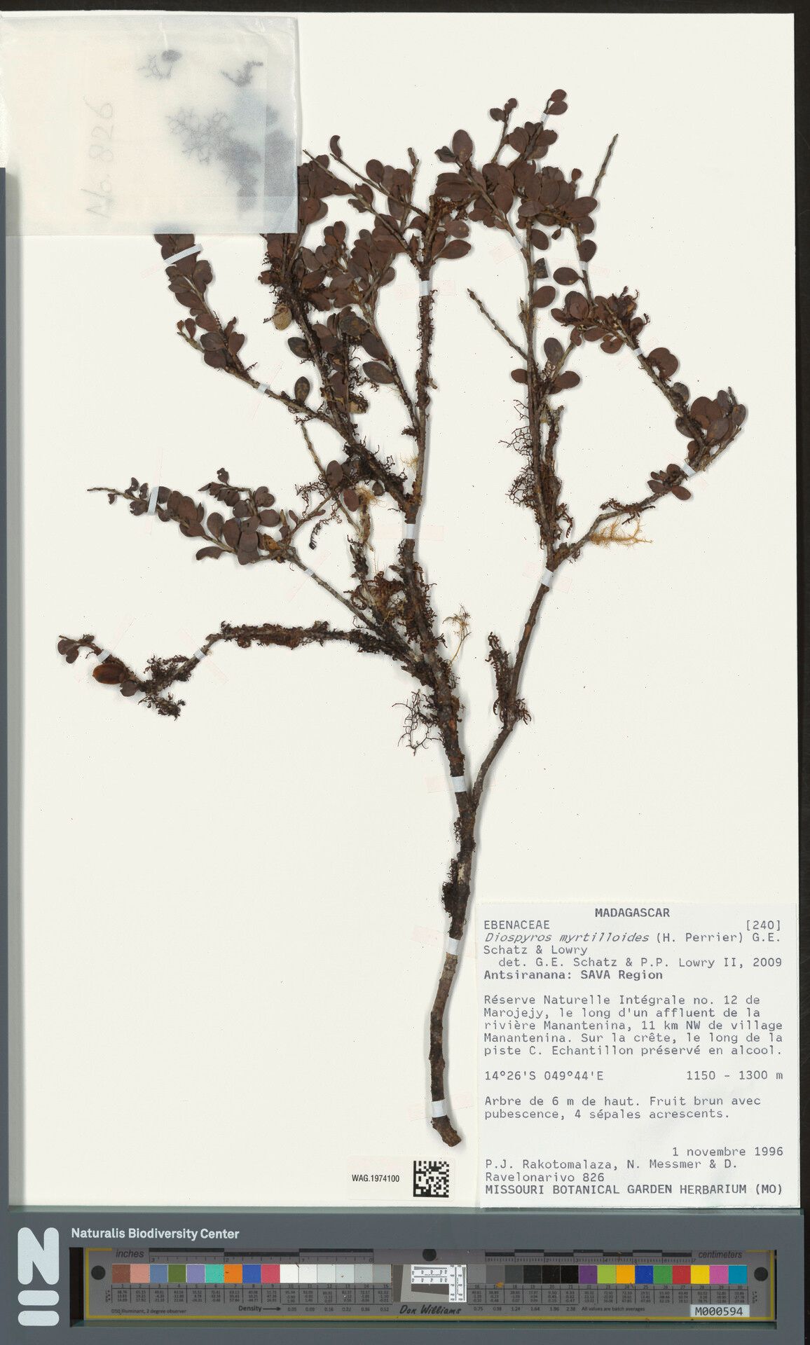 Diospyros myrtilloides — houseplant care guide