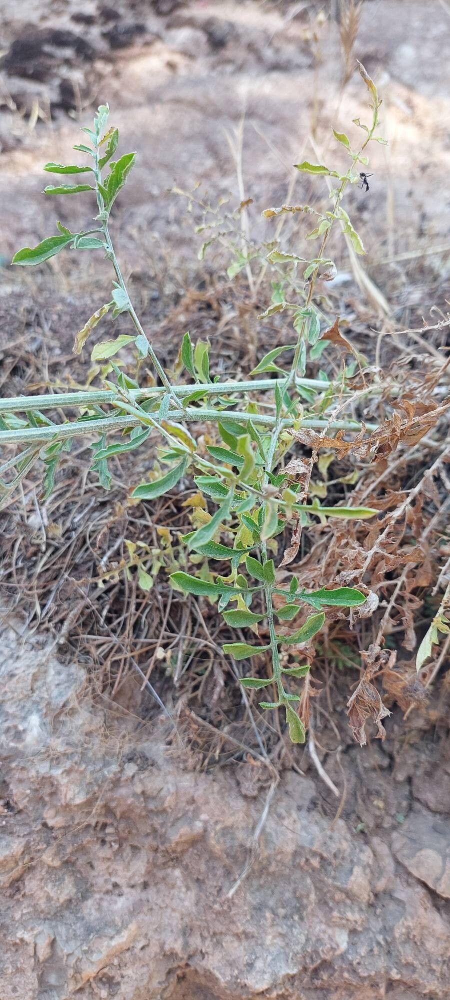 Centaurea eryngioides — houseplant care guide