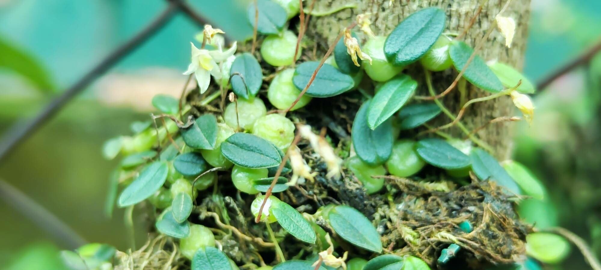 Bulbophyllum conchidioides habit