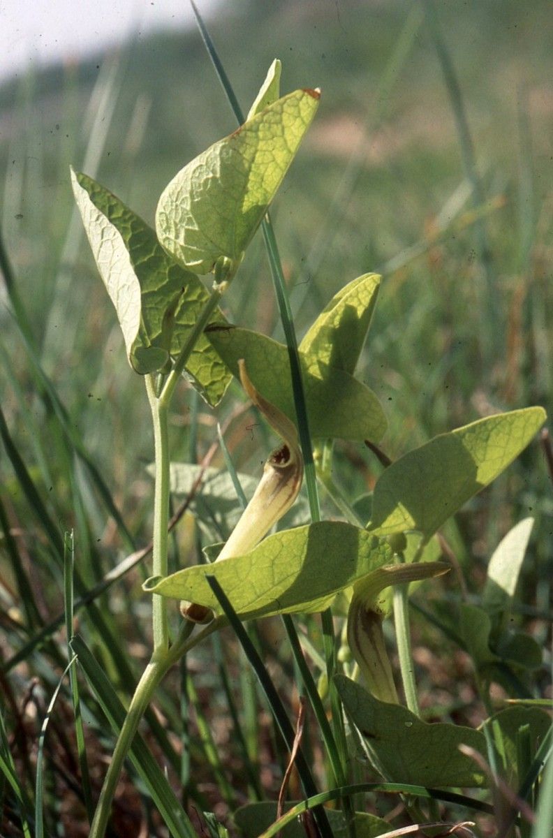 Aristolochia pallida habit