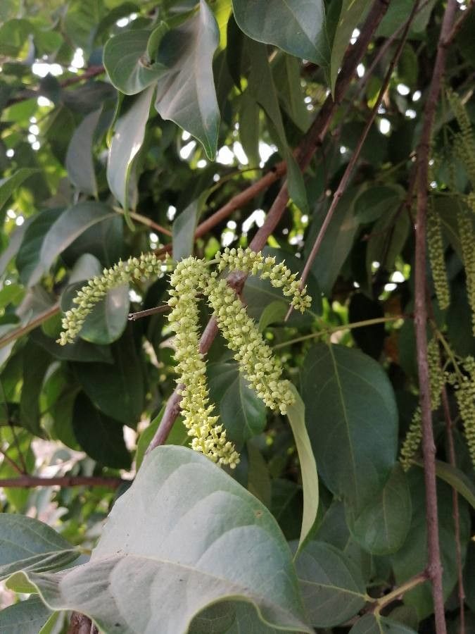 Crypteronia paniculata flower