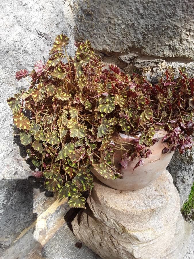 Begonia bowerae — search result for 'Begonia'