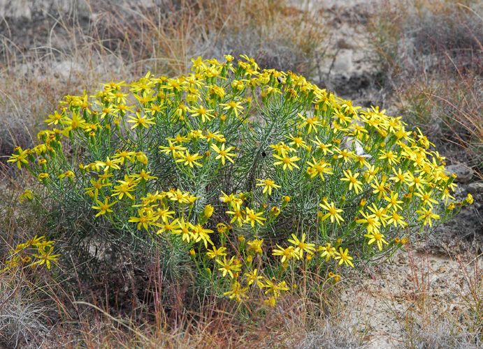 Senecio warnockii habit