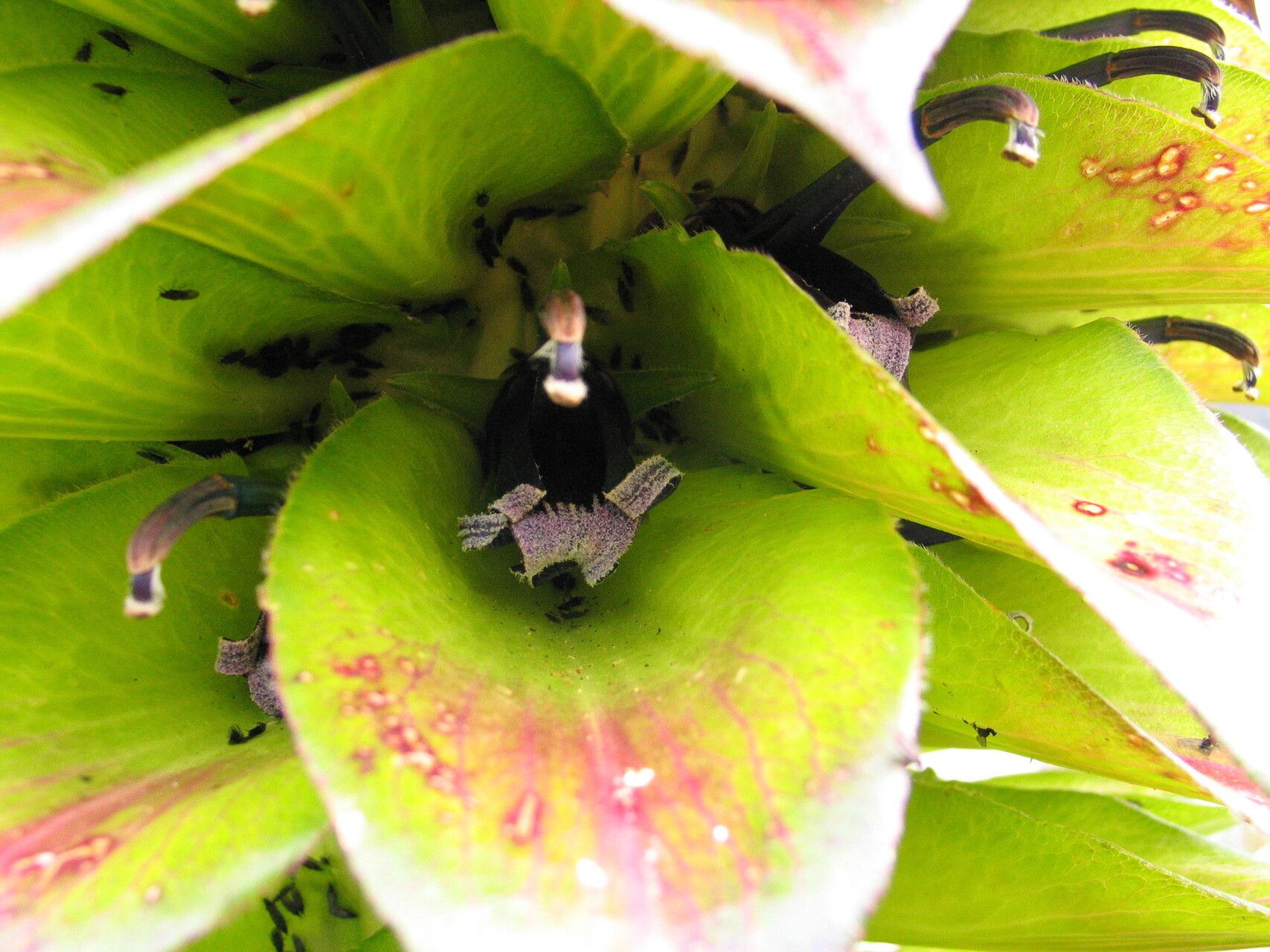 Lobelia bequaertii flower