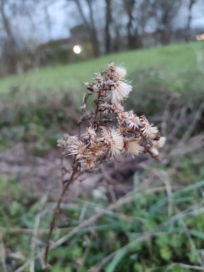Solidago virgaurea fruit