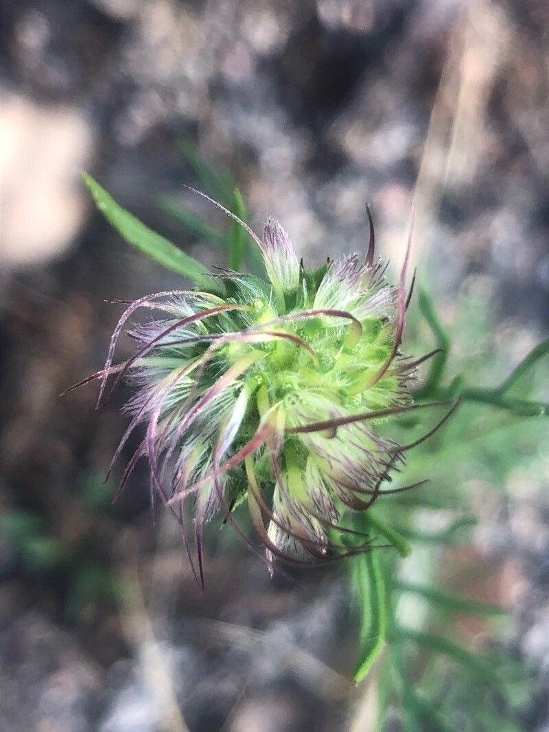 Pterocephalidium diandrum flower
