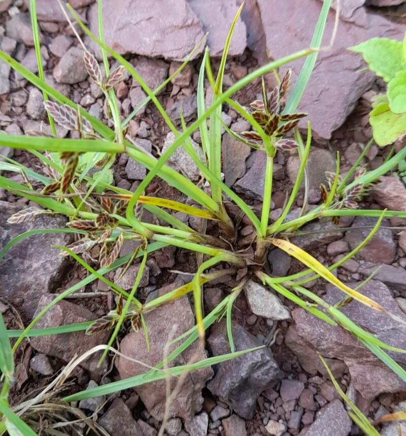 Pycreus bipartitus habit