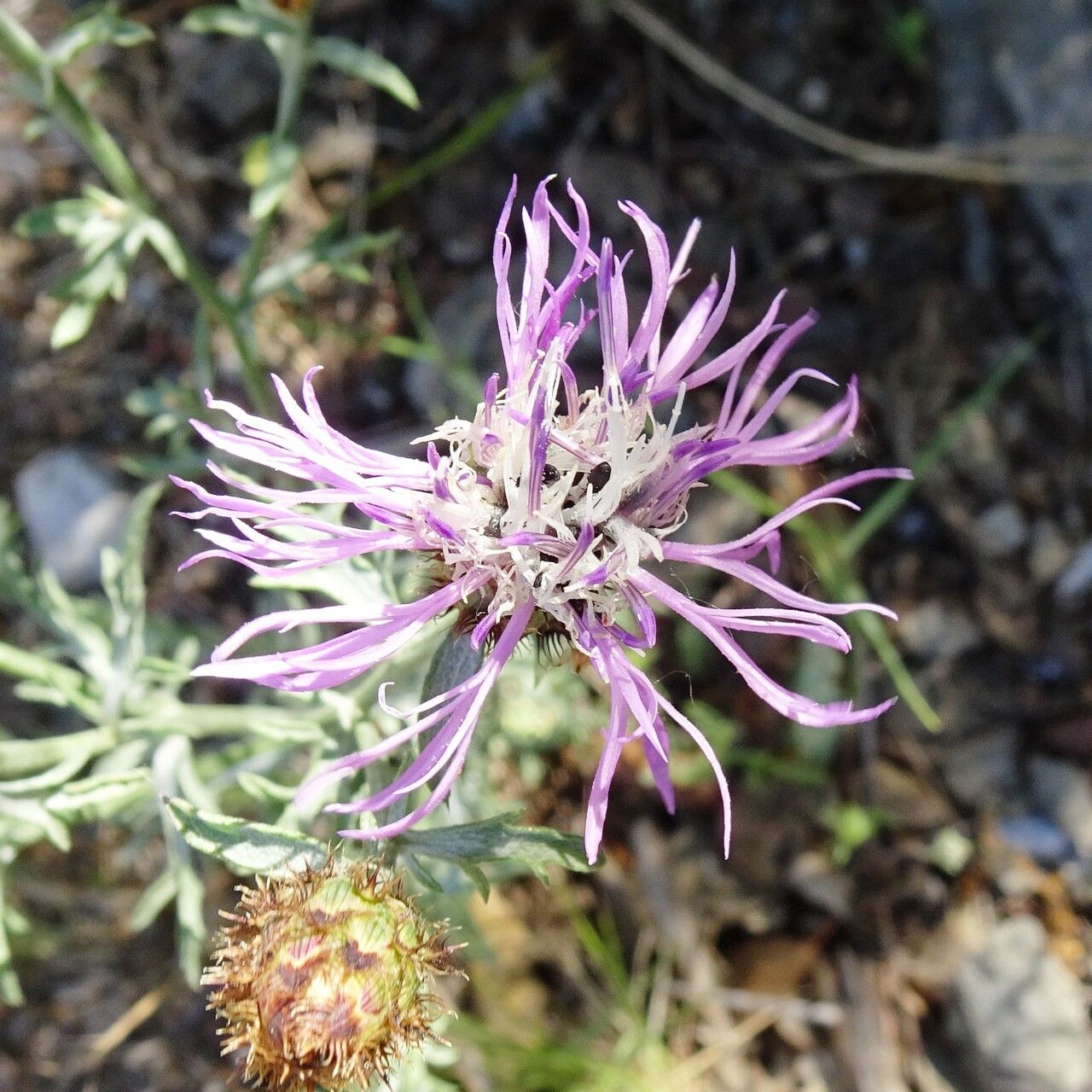 Centaurea hanryi flower