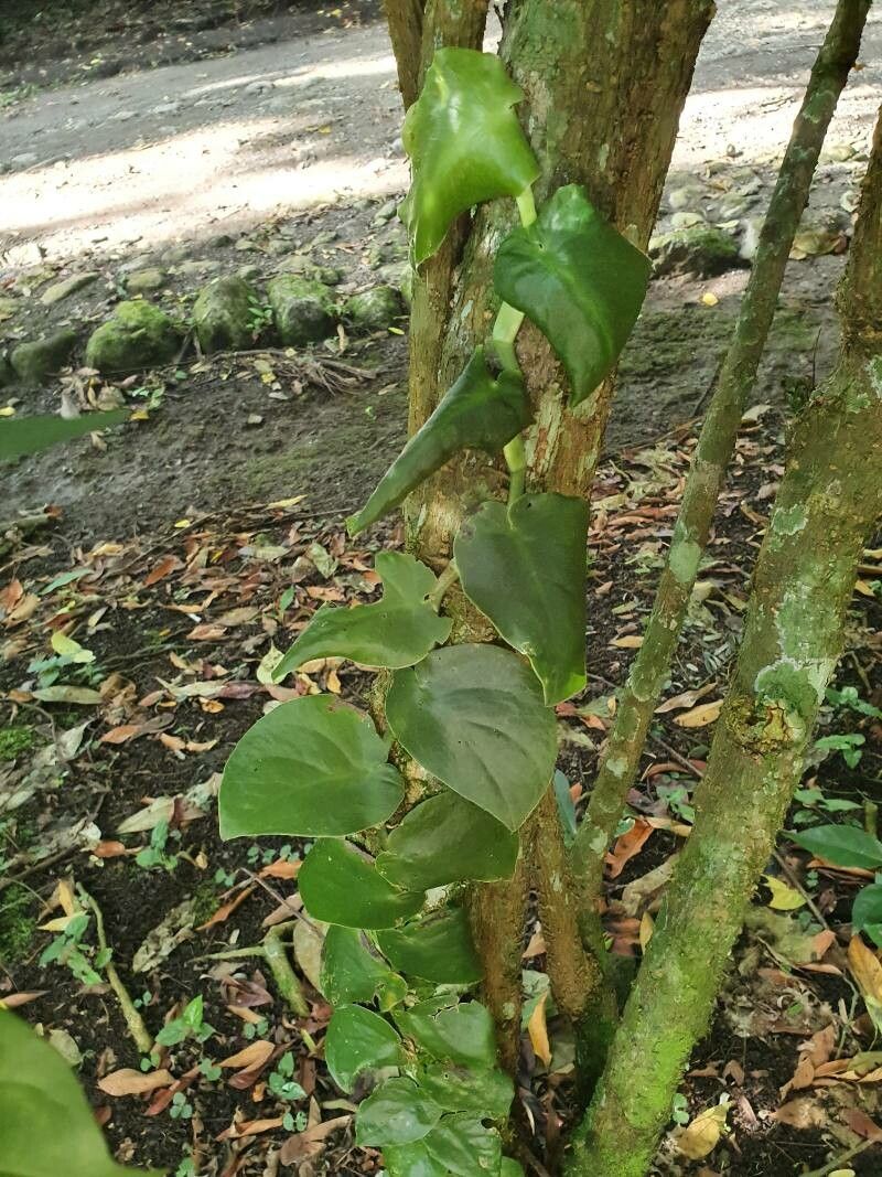 Monstera tuberculata — repeat bloomer houseplant