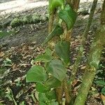 Monstera tuberculata