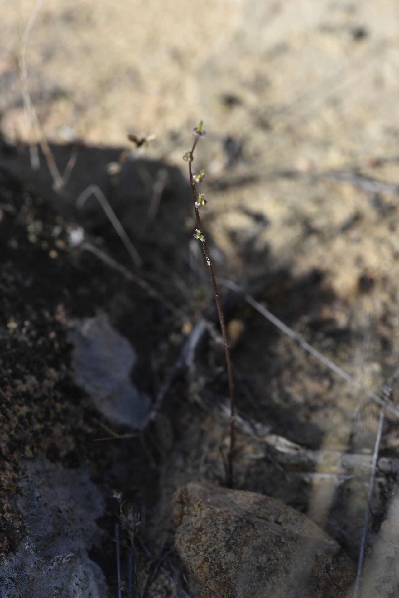 Triglochin laxiflora habit