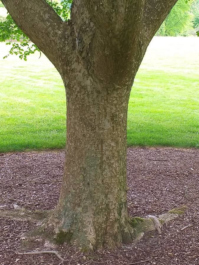 Ulmus lamellosa bark